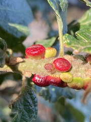 Disholcaspis mellifica