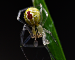 Theridion