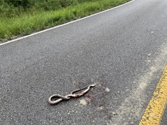 Pantherophis spiloides