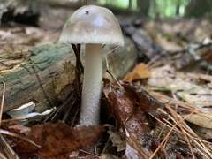 Amanita vaginata