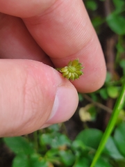 Ranunculus recurvatus