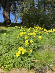 Oxalis pes-caprae