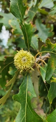 Quercus macrocarpa