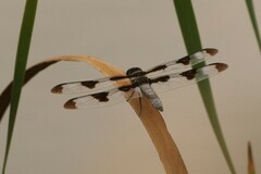 Libellula pulchella