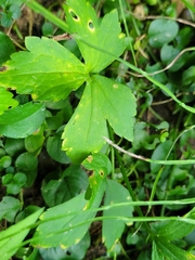 Ranunculus recurvatus