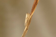 Agriphila vulgivagellus