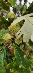 Quercus macrocarpa