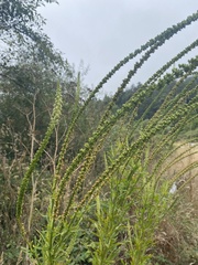 Reseda luteola