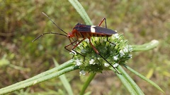 Hypselonotus interruptus
