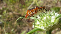 Hypselonotus interruptus