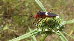 Hypselonotus interruptus
