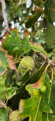 Quercus macrocarpa