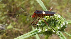 Hypselonotus interruptus