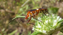 Hypselonotus interruptus