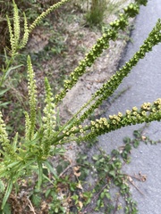 Reseda luteola