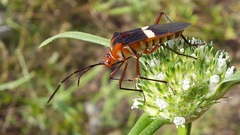 Hypselonotus interruptus