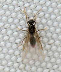 Lasius neoniger