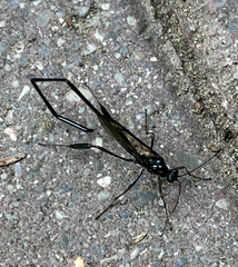 Pelecinus polyturator