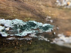 Trichoderma viride