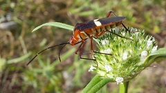 Hypselonotus interruptus