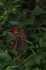 Calliandra houstoniana