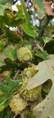 Quercus macrocarpa