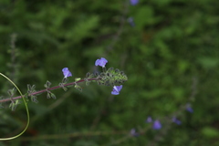 Salvia amarissima