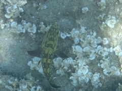 Epinephelus marginatus