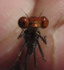 Pseudagrion rufostigma