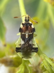 Phymata americana