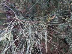 Allocasuarina
