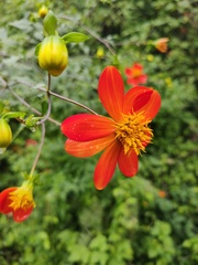 Dahlia coccinea