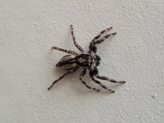 Menemerus bivittatus