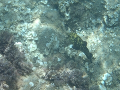 Epinephelus marginatus