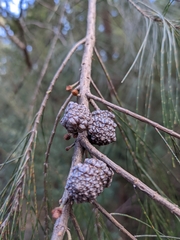 Allocasuarina