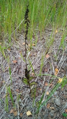 Epipactis atrorubens