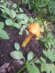 Hygrocybe