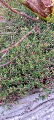 Vaccinium oxycoccos