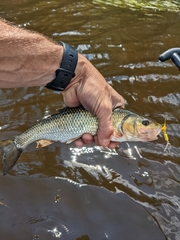 Semotilus corporalis