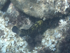 Epinephelus marginatus
