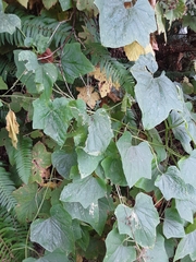Marah oregana