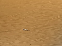 Microcrambus elegans