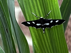 Desmia funeralis