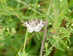 Epirrhoe alternata