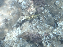 Epinephelus marginatus