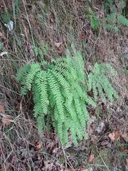 Adiantum aleuticum