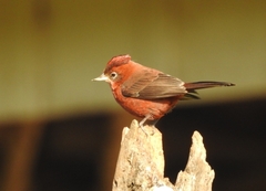 Coryphospingus cucullatus