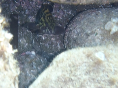 Epinephelus marginatus