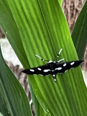 Desmia funeralis