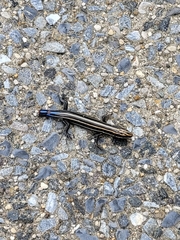 Plestiodon